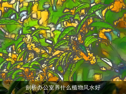 剖析办公室养什么植物风水好