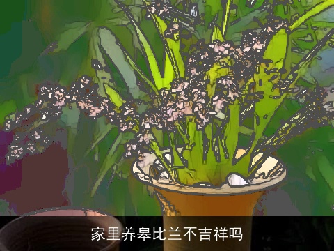 家里养皋比兰不吉祥吗