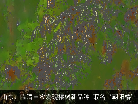 山东：临清苗农发现椿树新品种 取名‘朝阳椿’