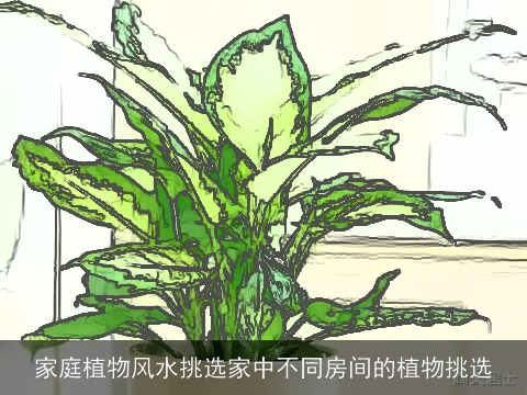 家庭植物风水挑选家中不同房间的植物挑选