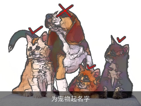 为宠物起名字