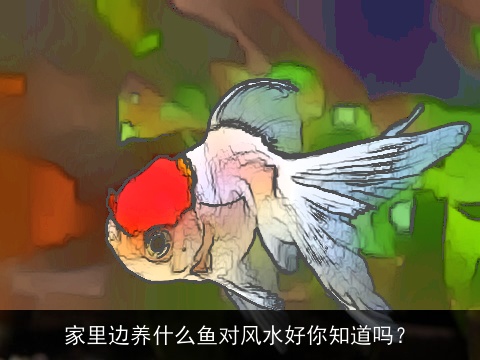 家里边养什么鱼对风水好你知道吗？