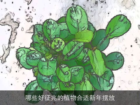 哪些好征兆的植物合适新年摆放
