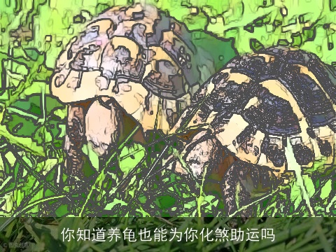 你知道养龟也能为你化煞助运吗