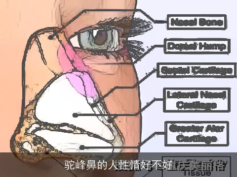 驼峰鼻的人性情好不好