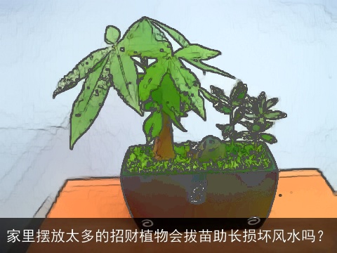 家里摆放太多的招财植物会拔苗助长损坏风水吗？