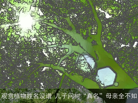 观赏植物姓名没谱 儿子问树“真名”母亲全不知
