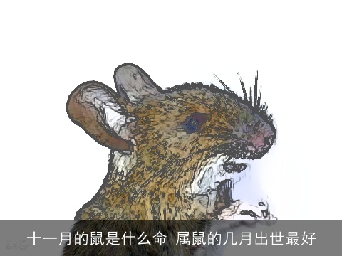 十一月的鼠是什么命 属鼠的几月出世最好