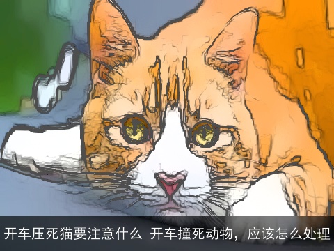 开车压死猫要注意什么 开车撞死动物，应该怎么处理