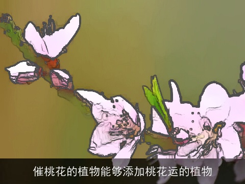 催桃花的植物能够添加桃花运的植物