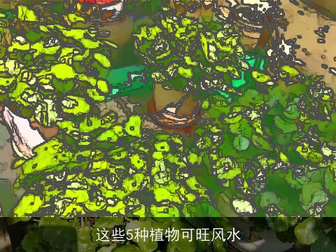 这些5种植物可旺风水