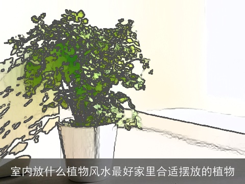室内放什么植物风水最好家里合适摆放的植物
