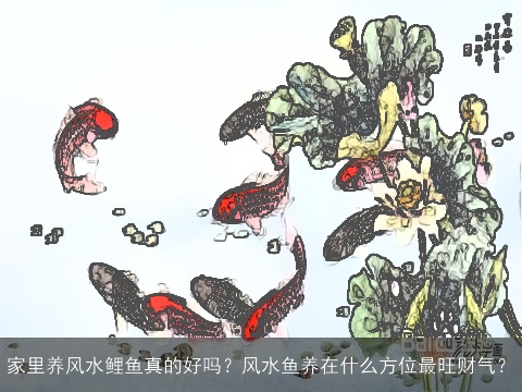 家里养风水鲤鱼真的好吗？风水鱼养在什么方位最旺财气？