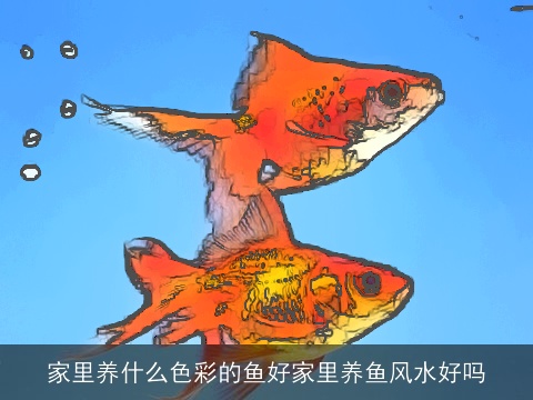 家里养什么色彩的鱼好家里养鱼风水好吗