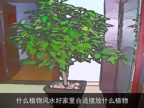 什么植物风水好家里合适摆放什么植物