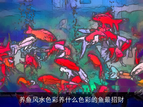 养鱼风水色彩养什么色彩的鱼最招财