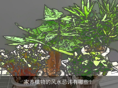 家养植物的风水忌讳有哪些？