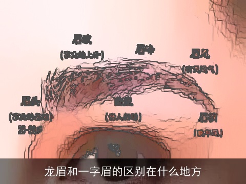 龙眉和一字眉的区别在什么地方