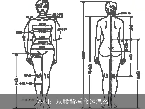 体相：从腰背看命运怎么