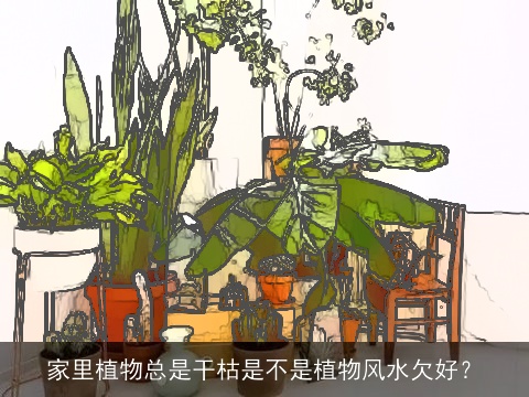 家里植物总是干枯是不是植物风水欠好？