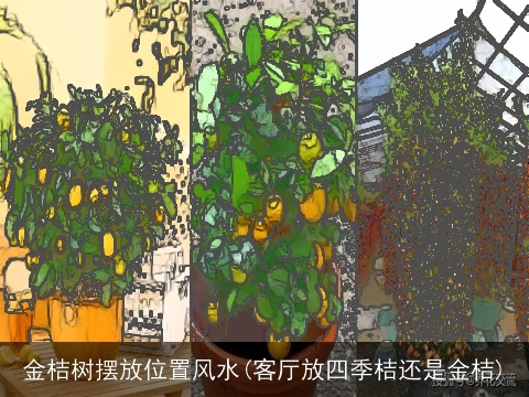 金桔树摆放位置风水(客厅放四季桔还是金桔)