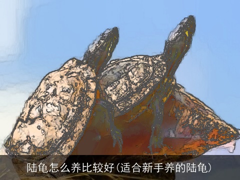 陆龟怎么养比较好(适合新手养的陆龟)