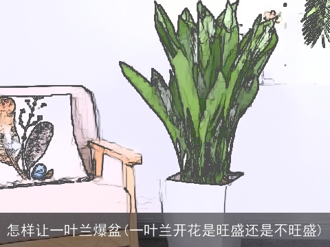 怎样让一叶兰爆盆(一叶兰开花是旺盛还是不旺盛)