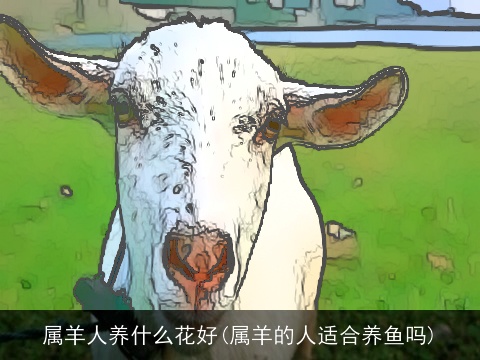 属羊人养什么花好(属羊的人适合养鱼吗)