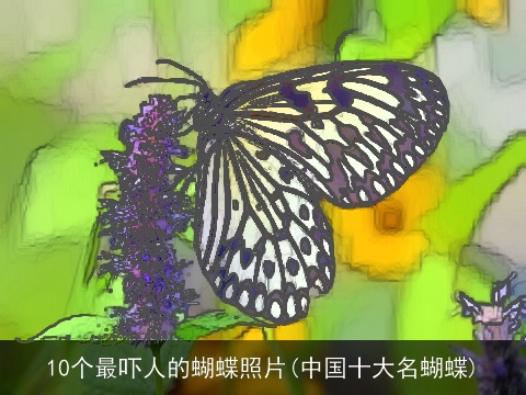 10个最吓人的蝴蝶照片(中国十大名蝴蝶)