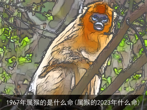 1967年属猴的是什么命(属猴的2023年什么命)