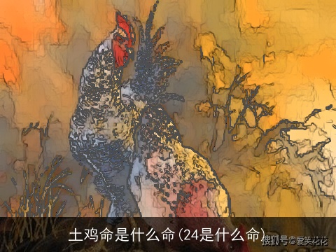 土鸡命是什么命(24是什么命)