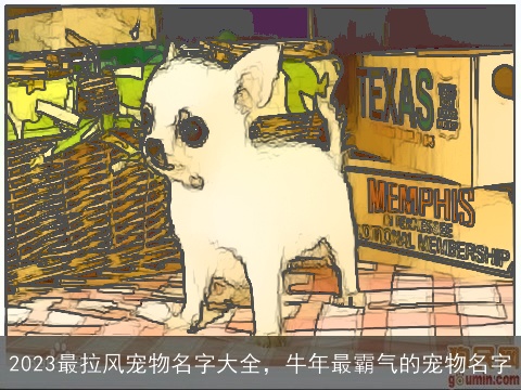 2023最拉风宠物名字大全，牛年最霸气的宠物名字
