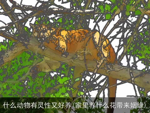 什么动物有灵性又好养(家里养什么花带来姻缘)