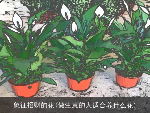 象征招财的花(做生意的人适合养什么花)
