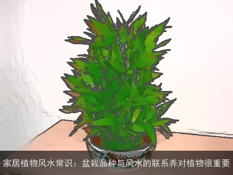 家居植物风水常识：盆栽品种与风水的联系养对植物很重要