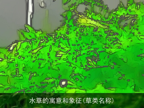 水草的寓意和象征(草类名称)