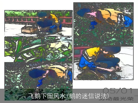 飞鹅下田风水(鹅的迷信说法)