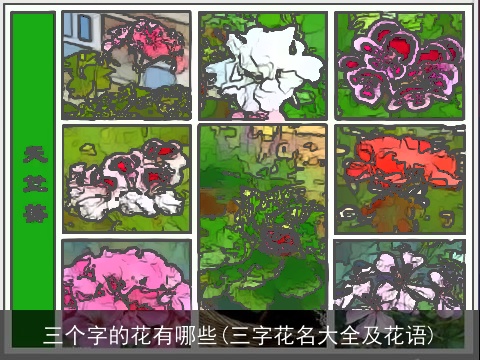 三个字的花有哪些(三字花名大全及花语)