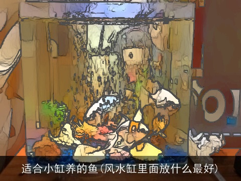 适合小缸养的鱼(风水缸里面放什么最好)