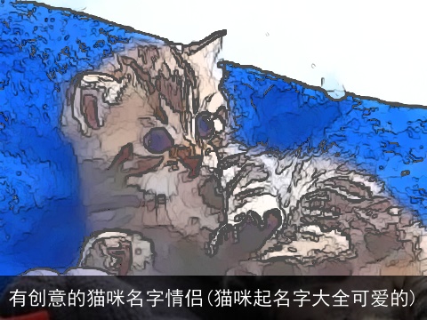 有创意的猫咪名字情侣(猫咪起名字大全可爱的)