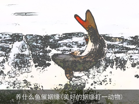 养什么鱼催姻缘(美好的姻缘打一动物)