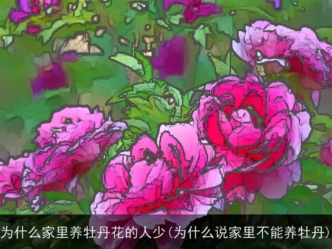 为什么家里养牡丹花的人少(为什么说家里不能养牡丹)