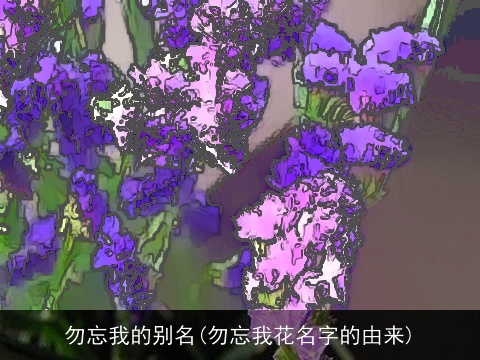 勿忘我的别名(勿忘我花名字的由来)