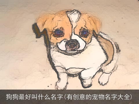狗狗最好叫什么名字(有创意的宠物名字大全)