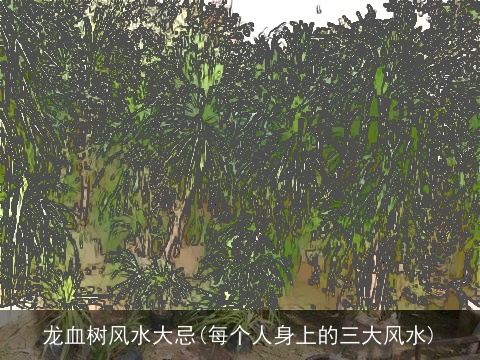 龙血树风水大忌(每个人身上的三大风水)