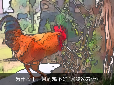 为什么十一月的鸡不好(属鸡96寿命)