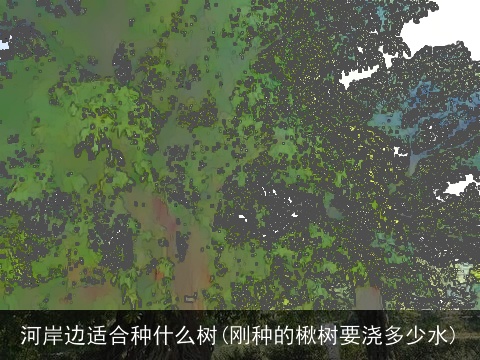 河岸边适合种什么树(刚种的楸树要浇多少水)