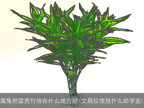 属兔把富贵竹放在什么地方好(文昌位摆放什么助学业)