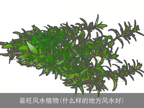 最旺风水植物(什么样的地方风水好)