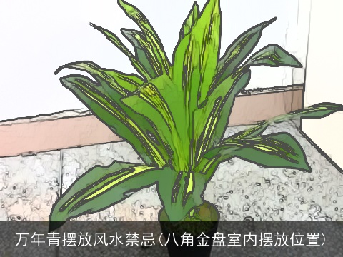万年青摆放风水禁忌(八角金盘室内摆放位置)